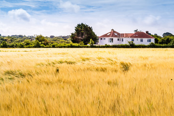 Bauernhof und Getreidefeld, Farmland, Landwirtschaft, Kornfeld im Sommer