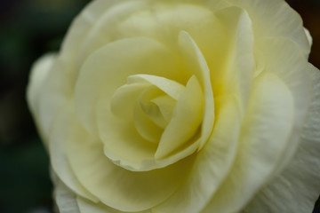A photo of a white rose