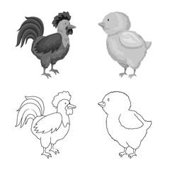 Vector illustration of breeding and kitchen symbol. Set of breeding and organic stock vector illustration.