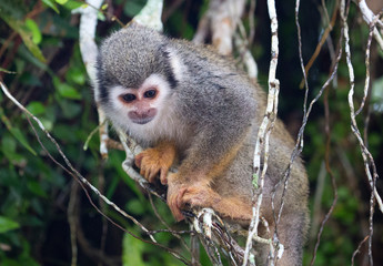 Naklejka na ściany i meble Squirrel monkey portrait taken from under a tree in Coca, Ecuador
