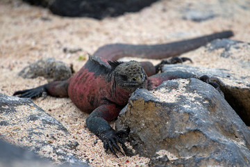 Galapagos marine iguana walking on lava rock