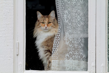 A beautiful norwegian forest cat female looking out of a window from behind lace curtains