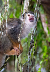 Squirrel monkey portrait taken from under a tree in Coca, Ecuador