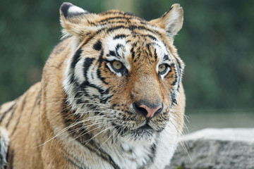 Close up head shot of Bengal Tiger staring away, beautiful tiger portrait. Tiger face.