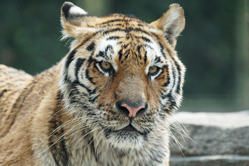 Close up head shot of Bengal Tiger staring straight at camera, beautiful tiger portrait. Tiger face.