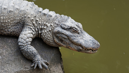 Close up portrait of crocodile, lying on big rock near river, eyes closed and looks like smiling.