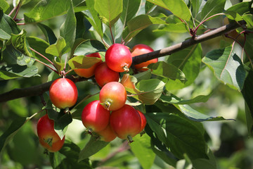 Red apples on a tree in a summer garden, selective focus. Ripe paradise apple fruits hanging on a branch with green leaves