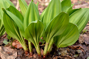 Obraz premium ギョウジャニンニク