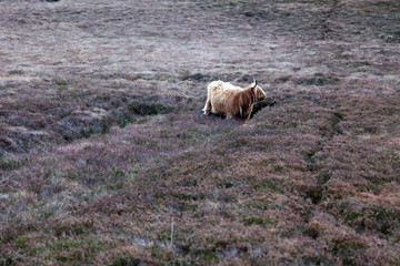 Highland hairy cow in a heather purple field in Scotland 