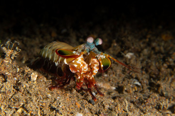 Peacock Mantis Shrimp