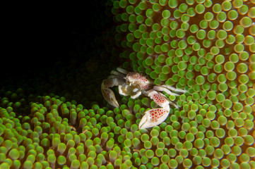 Tiny porcelain crab (Neopetrolisthes maculatus) in a anemone soft coral near Anilao, Batangas, Philippines.  Underwater photography and marine life. 