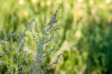 Wormwood - a perennial herbaceous plant of silver color, with a strong aromatic odor and the famous wormwood bitterness.