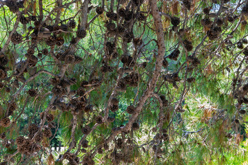 Shade under  large pine tree full of cones - look up at the branches