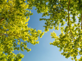Fresh green maple leaves illuminated by summer sun