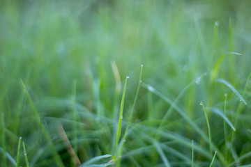 Closeup water drops on green leaf  Raining day