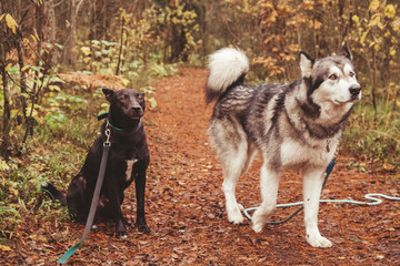 two big kind dogs in the forest. black and grey dogs.