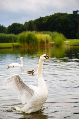 beautiful white swan swims in a pond