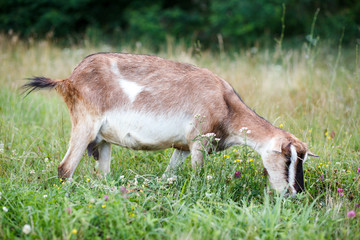 A goat grazes on a meadow. A goat eats grass