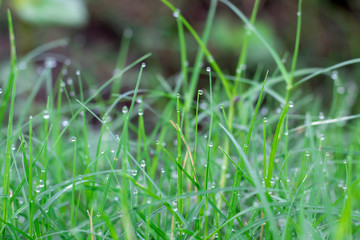 Closeup water drops on green leaf  Raining day