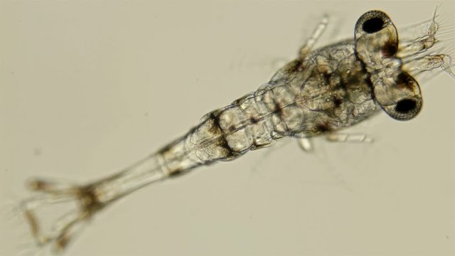 Black Sea plankton and zooplankton under a microscope, order Mysida, looks very much like a shrimp, class Malacostraca, type Arthropoda, a favorite fish food