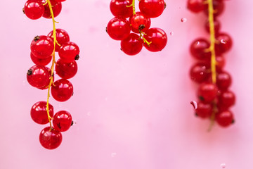 Sprigs of red currants with dew drops on a pink background.  Healthy eating concept.