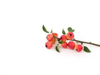 Apples on a branch on a white background