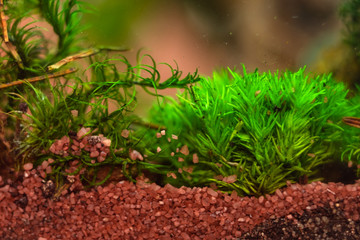 Macro landscape of small pebbles on which moss and other plants grow, soil layers.