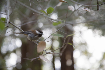 A beautifull tame chestnut-backed chickadee (Poecile rufescens) perched on a branch in Santa Cruz California. © Bouke