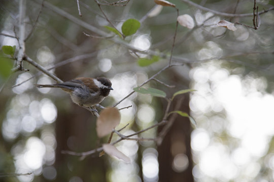 A beautifull tame chestnut-backed chickadee (Poecile rufescens) perched on a branch in Santa Cruz California.