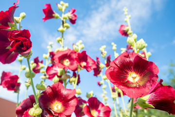 Common hollyhock flowers (Alcea Rosea) with dark red petals