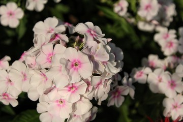 White and pink phloxes in the garden