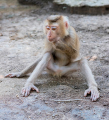 The monkey sits and holds his neck with his hand