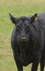 Cow of Australia