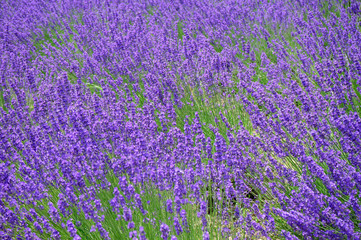 Lavender paddy fields landscape background