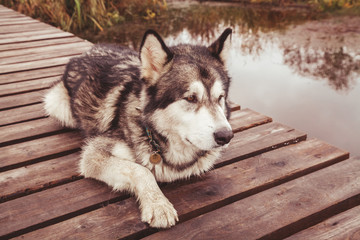 sick old big dog cripple malamute without paw lying alone outdoors