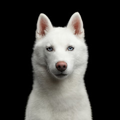 Portrait of White Siberian Husky Dog with blue eyes on Isolated Black Background, Front view