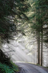 beautiful sunny morning in the forest with fog and sunbeams 