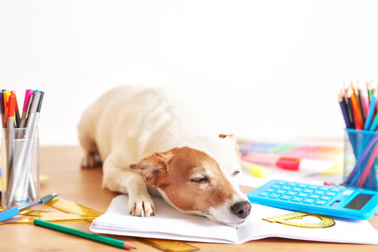 Dog Jack Russell Terrier and chool supplies background. Back to school concept. Items for school. Office desk with copy space. Flat lay. Education and school concept. Stationery pencils, pens on table