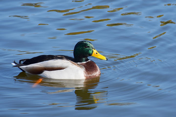 The multicolored drake is swimming in water