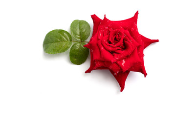 red rose with water drop isolated on white background