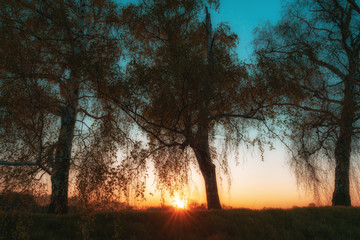 Panorama silhouette tree with sunset.Tree silhouetted against a setting sun.Dark tree on open field dramatic sunrise.