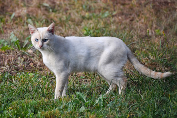 The white-ginger cat is on the lawn