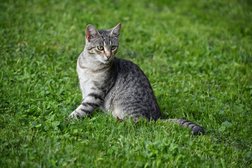 Naklejka na ściany i meble The gray cat is on the green lawn