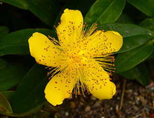 Fototapeta premium Hypericum nambuense