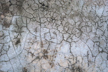 Background of fungus on the cement floor