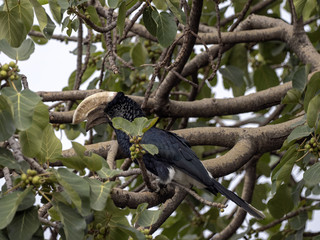 Silvery-cheeked Hornbill, Bycanistes brevis, feeding on berries on tree, Ethiopia