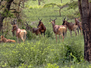 Rare Swayne's hartebeests, Alcelaphus buselaphus swaynei, Senkelle Swayne's Hartebeest sanctuary, Ethiopia