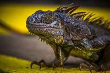Iguana Close-Up in. Iguana exposure done in an iguana farm in Roatan, Honduras.