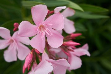 Fototapeta na wymiar View of pink oleander inflorescence