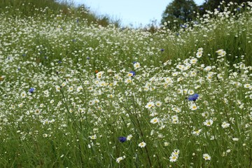Fototapeta premium Daisy